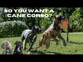 How to spot a Good Dog Breeder AND AVOID THE BAD ONES