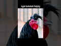 Download Lagu Ayam jago berkokok panjang sekali