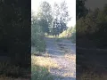 Video di Hungry Cougar Stalked me on Vancouver Island