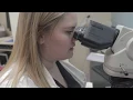 What does a Medical Laboratory Scientist do