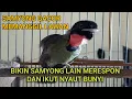 Download Lagu SUARA BURUNG SAMYONG GACOR MEMANGGIL LAWAN || BIKIN SAMYONG LAIN IKUT BUNYI DAN GACOR