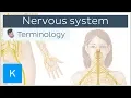 Nervous system - Anatomical terminology for healthcare professionals Kenhub