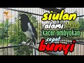 Download Lagu bahaya‼️siulan alami kacer gacor terapi bikin kacer ombyokan cepat bunyi  gacor dan bongkar isian ⁉️
