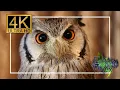 Owl compilation with relaxing music - 4K 10 hours nature animal s for relaxation
