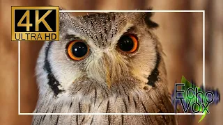 Owl compilation with relaxing music - 4K 10 hours nature animal s for relaxation