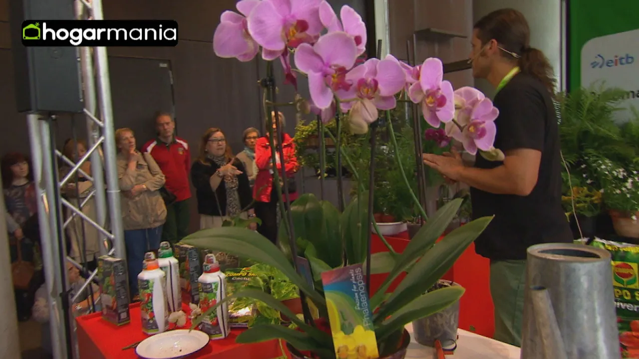 CUIDADOS DE LA ORQUÍDEA: EL RIEGO Y LA PODA
