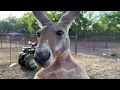 Lagu Dababy The Kangaroo Is Huge Now