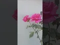 Download Lagu Beautiful rose flowers # african plant #glorious #please  #subscribel🌹🙏🏼