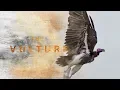 Download Lagu The Secret Life of Vultures 🦅 #birds #wildlife