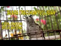 Download Lagu 🔴2Jam Suara Trucukan Gacor MP3 untuk masteran Pagi  Hari