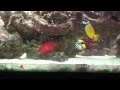 Download Lagu 125 Gallon Saltwater Predator Aquarium,