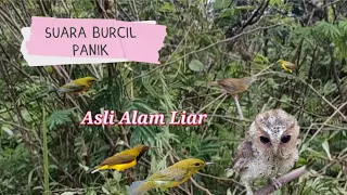 suara pikat burcil suara panik asli alam liar