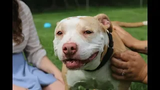 Wednesday Wags-Meet Dotty