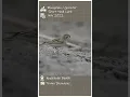 Download Lagu Mongolian or Greater Short toed lark ?? Birds of Kozhikode