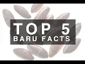 Lagu Top 5 Baru Facts!