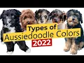 Types of Aussiedoodle Colors Merles Solids etc 2022