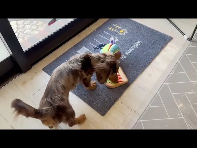 動画