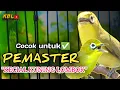 CIAK CIAK JOSS KECIAL KUNING AMPUH||PANCINGAN KECIAL MALAS BUNYI||