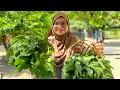 Download Lagu ✅️ Dah Tak Beli Sayur + Lifestyle Kampung