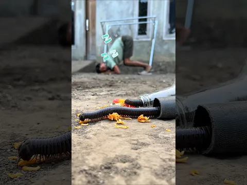 Don’t make any noise guys, because the millipedes will come out when they feel safe #millipedes
