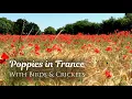 Calming Wildflower Meadow Ambience Poppy Flowers with Birdsong and Crickets Nature Sounds