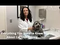 Everything You Need to Know About Cat Deworming