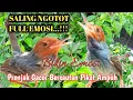 Download Lagu PRENJAK TARUNG AMPUH BUAT PANCING EMOSI DAN PIKAT