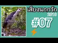 Download Lagu เสียงนกกวัก #07   White Breasted Water Hen Sound