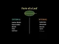 Photosynthesis Explained Leaf Structure Chloroplasts the Starch Test CBC Biology Grade 9