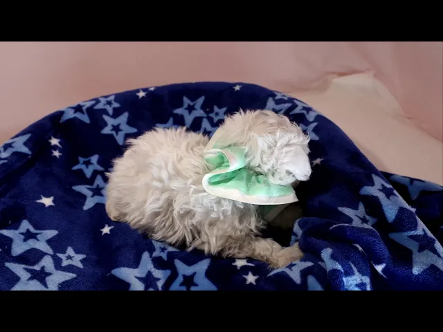 動画