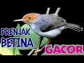 Masteran Burung Paling Dicari Saat Ini, Prenjak Betina Memanggil Jantan