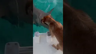 Foxy has made a new friend! #shark #doglife #bestfriends