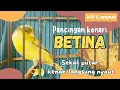 Download Lagu SUARA BURUNG KENARI BETINA❗❗PANCINGAN kenari MACET