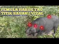 Download Lagu BERBURU☠️‼️PEMULA HARUS TAU TITIK LEMAH BABI HUTAN#berburuhamababihutan #wildboar