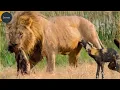 Download Lagu 20 Meest Meedogenloze Leeuwaanvallen Ooit Opgenomen!Wilde Dieren