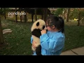 Download Lagu Nanny Mei playing with the pandas