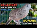 Lagu Perkutut Lokal Gacor RAJA PIKAT Ahlinya Bikin Semua Burung Perkutut Gacor Nyaut.