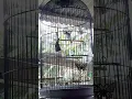 Download Lagu Burung Yuhina kalimantan Gacor Full Beset Tajam #videoshort #burunggacor #burungmasteran #kicaumania