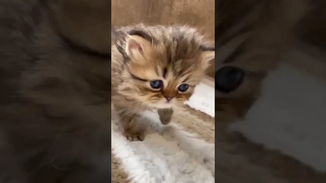 動画