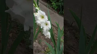 Не білі троянди але теж гарно 