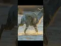 Download Lagu HERD OF CARIBAU IN THE SAVANNA ‼️#animals #short
