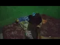 🔴Ngintip kerokan istri malah jadi pengen ‼️‼️