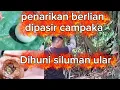Penarikan berlian dipasir campaka Dihuni siluman ular