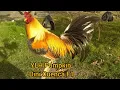 Yellow Legged Hatch Pumpkin Dini Cuenca F1