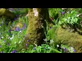 Forest Birdsong Nature Sounds - Soothing Bird Sounds for Sleeping - Relaxing Woodland Birds Chirping