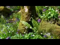 Download Lagu Forest Birdsong Nature Sounds - Soothing Bird Sounds for Sleeping - Relaxing Woodland Birds Chirping
