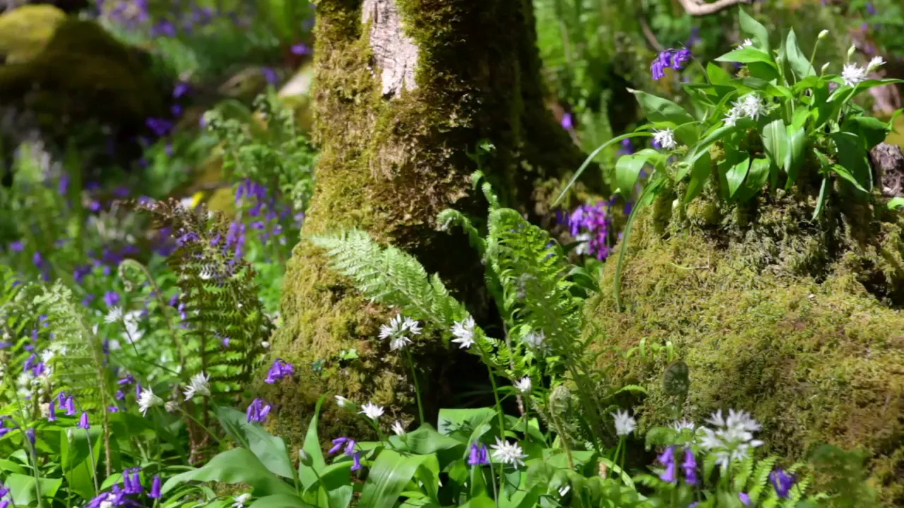 Forest Birdsong Nature Sounds - Soothing Bird Sounds for Sleeping - Relaxing Woodland Birds Chirping Forest Birdsong Nature Sounds - Soothing Bird Sounds for Sleeping - Relaxing Woodland Birds Chirping