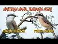Download Lagu duet masteran ngeri🔥🔥 jingjing petulak dan pentet macan
