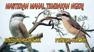 duet masteran ngeri jingjing petulak dan pentet macan
