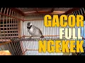 Download Lagu Ngeri !! trucukan full emosi keras menantang || trucukan ngekek